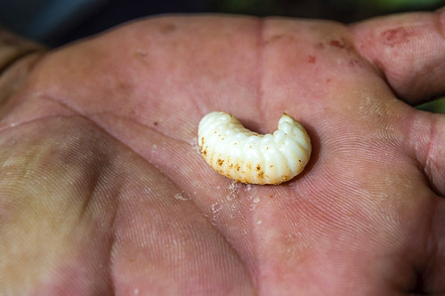 Tapuru: Conheça a História e Tradição por Trás Dessa Iguaria