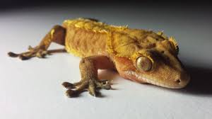 Coco de lagartixa | Saiba tudo sobre lagartixas