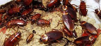 Baratas: Conheça os Perigos que Elas Podem Trazer para a sua Casa