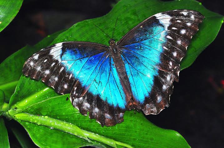 Quanto tempo vive uma borboleta? Saiba tudo sobre Borboletas