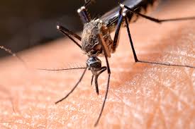 O que queimar para espantar pernilongos