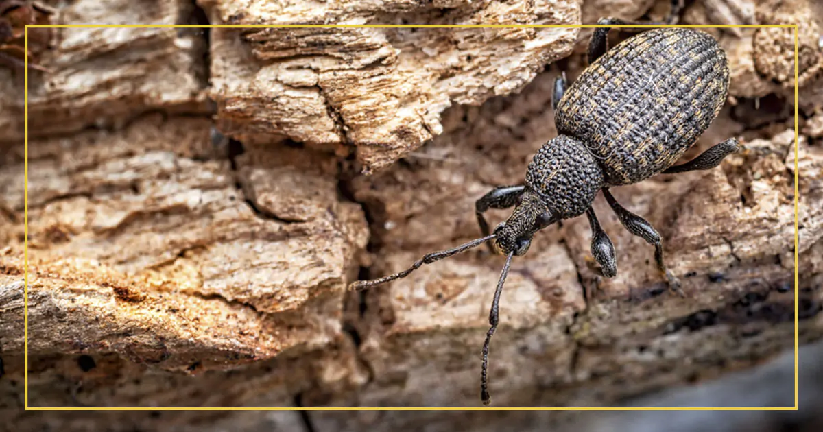 Aprenda a identificar e tratar o caruncho de madeira em móveis e estruturas