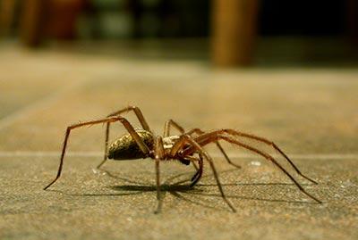 Veneno para Aranha| Dedetização, Espécies e Habitat Aranhas