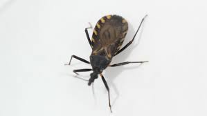 Barbeiro | Doença de chagas | Bicho Barbeiro