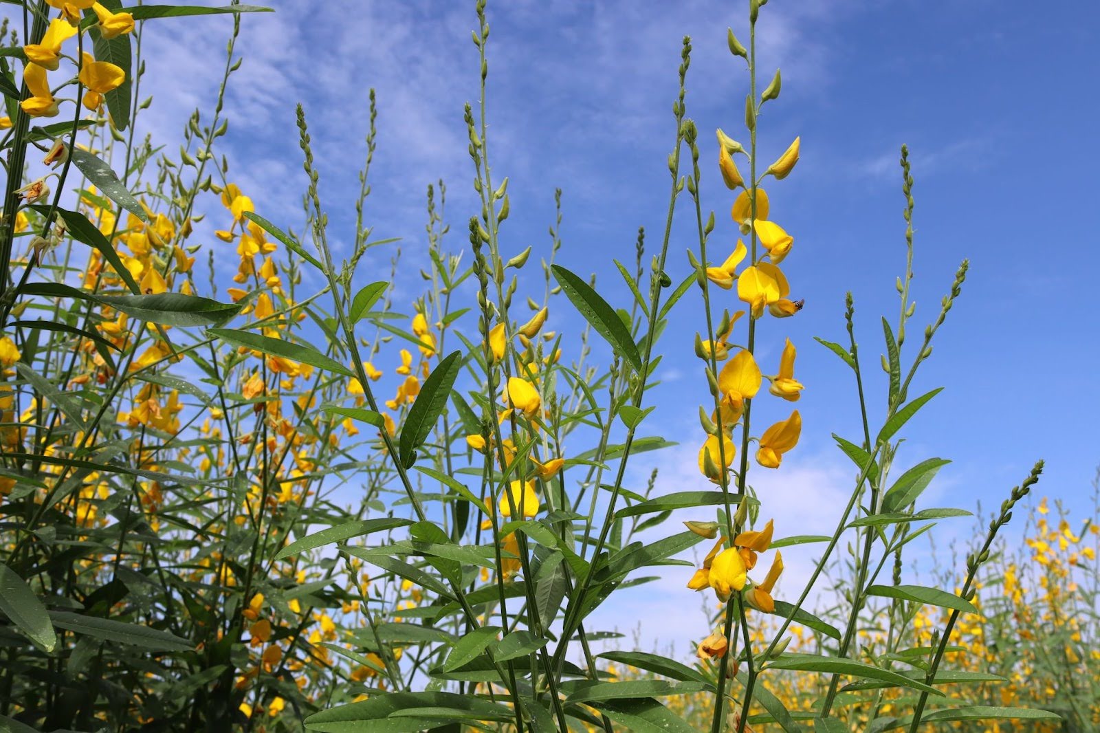 Crotalária | juncea | spectabilis | pallida