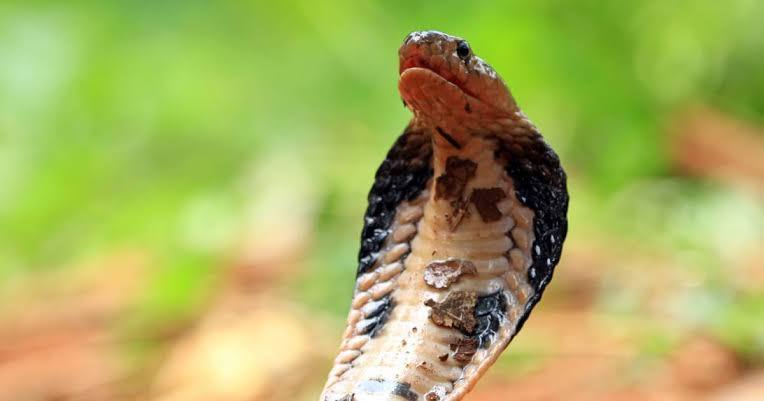 Animais com N: Lista Completa e Curiosidades!