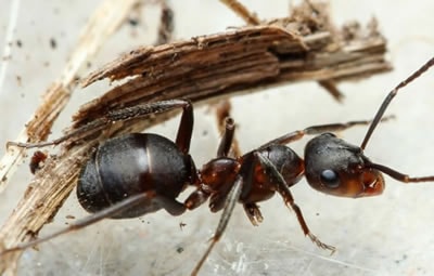 Como acabar com formigas