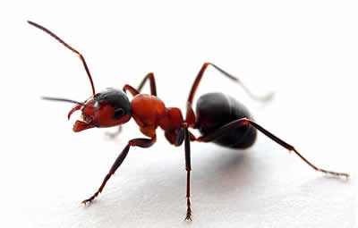 dedetizar formigas