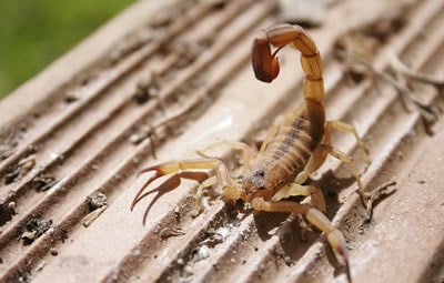 Quanto custa uma dedetização de escorpião
